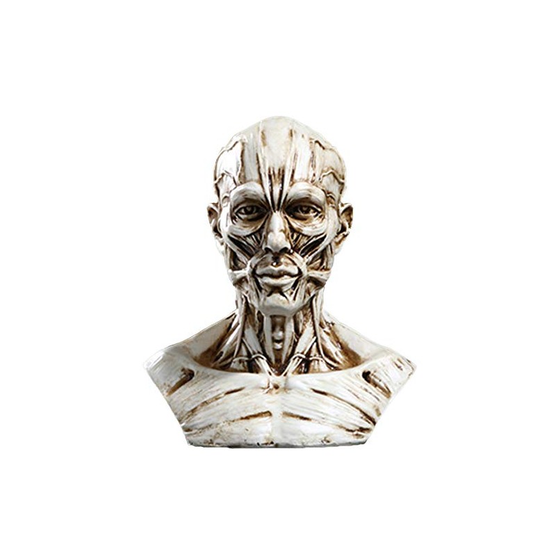 VOANZO Resin Human Model Anatomy Skull Head Muscle Bone Medical