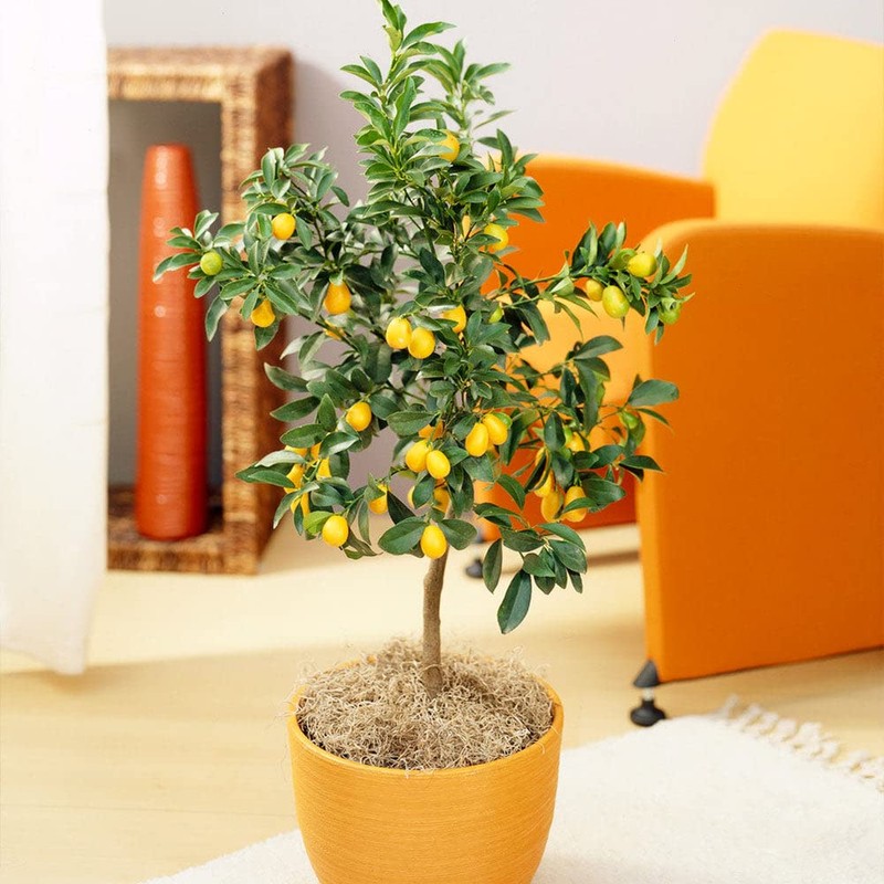 Gardenera's Expert Kumquat Soil Mix - 2 QT - Quick