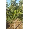 Tree Grenade Pluot scions/cutting