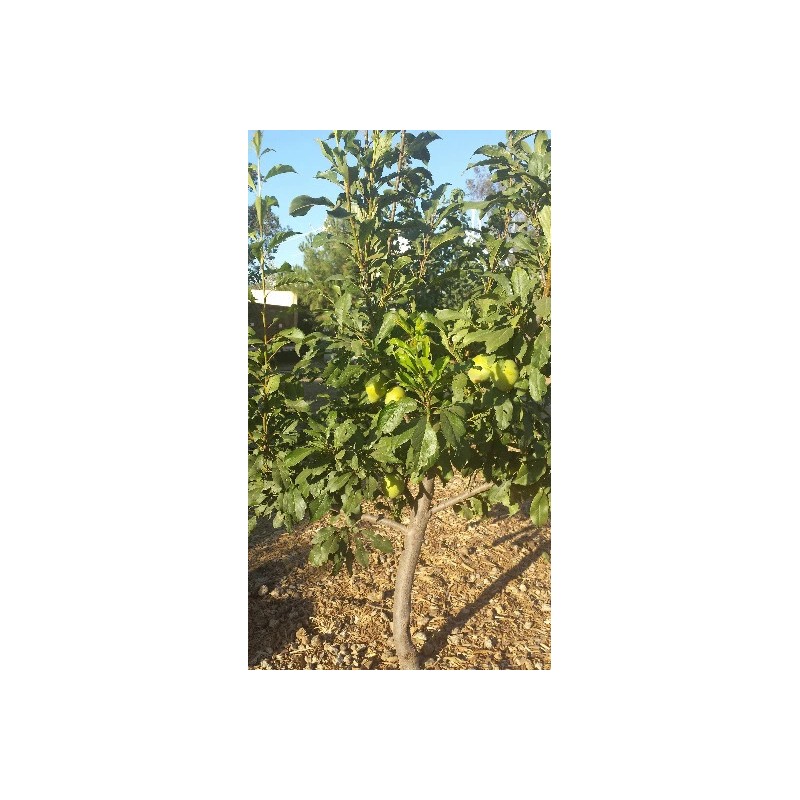 Tree Grenade Pluot scions/cutting