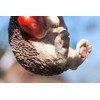 Prodbuy Hanging Hedgehog Garden Ornament