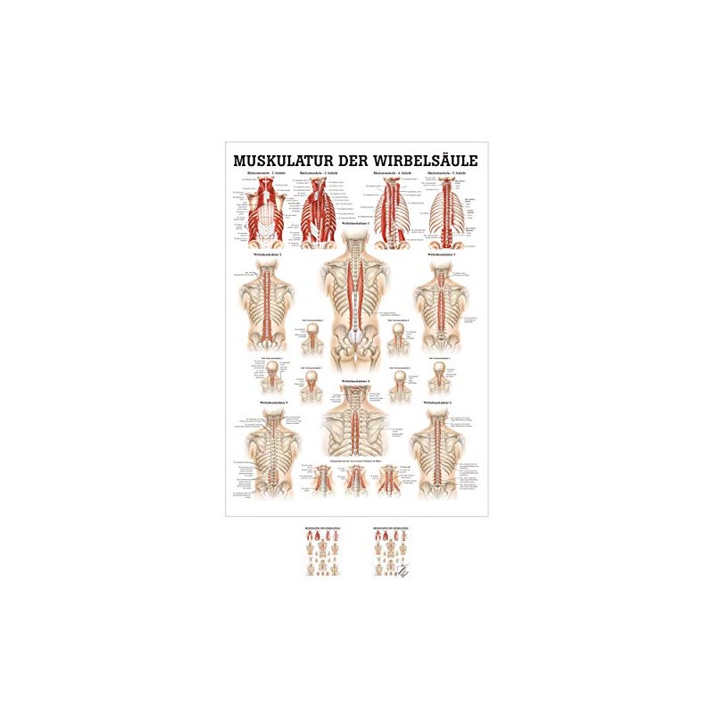Muscles of the spinal column Mini Poster Anatomy 34x24 cm
