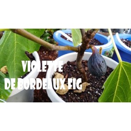 Qty 3 Violet De Bordeaux Fig Cuttings for Rooting