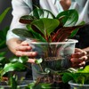 OUPSAUI OUPSAUI 36 Pack 7/6/5/3.5 Inch Clear Nursery Pots with