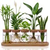 Zhehao 5 Pack Plant Propagation Station Hydroponic Glass Jar Terrarium