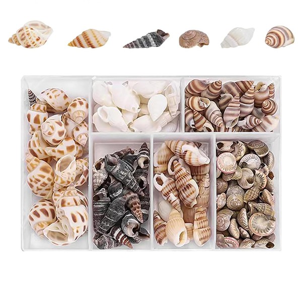 Uskerb 100 Pcs Seashell Mix for Crafts & Decor -