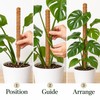 Moss Pole for Climbing Indoor Plants – Plant Fiber Support