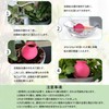 IRRVIN Automatic Watering Equipment, Plants, Automatic Watering, Potted Plants, Set