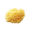 Bellini Natural Sea Sponge, Honeycomb Seeds, Yellow, Large