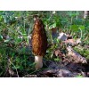 Setas Morel Negras Micelio Esporas Marrón Hongo