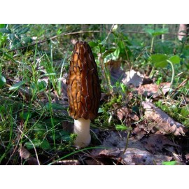Setas Morel Negras Micelio Esporas Marrón Hongo                                                                                                       