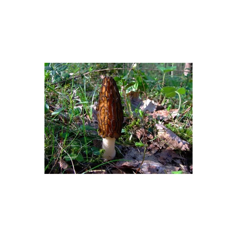 Setas Morel Negras Micelio Esporas Marrón Hongo