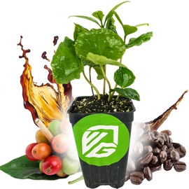 Coffee Live Plant - Coffea Arabica - Wellspring Gardens Starter Plant