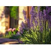 Big Blue Liriope Muscari - 3 Live 4 Inch Pots