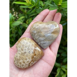GAF TREASURES Fossil Coral Gemstone Hearts, Polished Fossil Coral Puffy Hearts, Fossil Coral Crystal Palm Stone, Fossil Coral Healing Crystal Hearts (1 Heart)