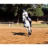 Equine Synergy MEGA BIOTIN + Maximum Biotin (40mg), Enhanced Absorption
