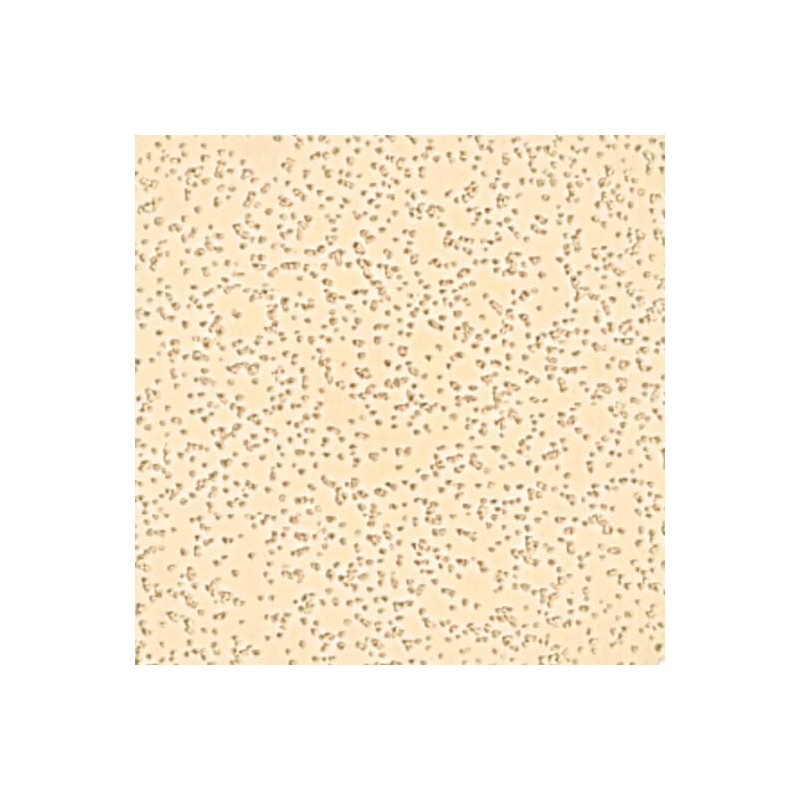 Doheny's Deck Coating | Champagne Pool & Patio Surface Paint