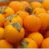Palm Beach Medicinal Herbs - Naranjilla (Solanum quitoense) - Packet of 30 Seeds