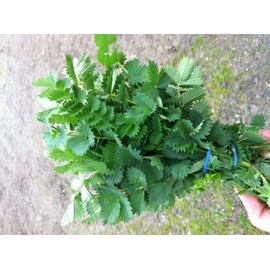 200 Seeds Salad Burnet Seeds (Sanguisorba Minor) Unique Leaf Shape for Salads, Garnishes.