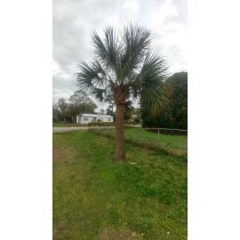Ready for Outdoors - Patio - Indoor Container 2 small rooted Live FLORIDA SABAL PALMETTO PALM TREE. 6"-10" Garden Plant