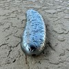 Metal Lighter Case Compatible BIC Standard J6 - Durable Lighter