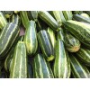 20+ Italian Squash Zucchini Seeds |NON-GMO Heirloom #95