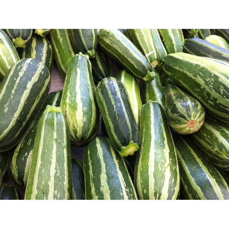 20+ Italian Squash Zucchini Seeds |NON-GMO Heirloom #95