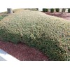 Dwarf Yaupon Holly | 3 Live Gallon Size Plants |