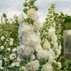 300 Seeds Alcea Chaters Double Apricot Flower Seeds Double Hollyhock