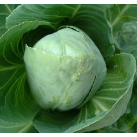 Cabbage Brunswick Garden Heirloom Vegetable Seeds (5 Lb Seeds)