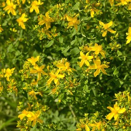 Outsidepride Perennial Hypericum Perforatum St. John's Wort Yellow Garden Flowers - 1000 Seeds