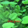 5pack Aquarium Plant S.e.e.d Set, not Artificial plasticl Plant. Real