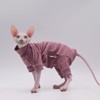 Ropa de gato sin pelo, cálida y suave, otoño e