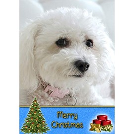 Bichon Frise Dog Christmas Card 'Merry Christmas' - Special Animal Xmas Card for Him Her from Pets Kids