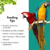 RoudyBush Daily Maintenance Food for Birds - Scientifically Formulated Bird