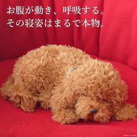 Ninandokino Perfect Pet (Small Size) Toy Poodle, Plush, Dog, Dog, Real, Lifelike, Miscellaneous Goods, Animal, Animal, Healing, Moving, Present, Gift, Celebration, Cute, Plush Dog