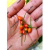 Fresh SEEDS Chile Pequin Pepper/Bird's Eye Chili Pepper (Capsicum Annuum)