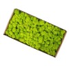 Preserved Moss Gardenning Art Wall Decor Moss Bulk Micro Landscape