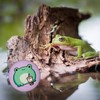 Frog with Bubble Tea Magnet Round Kawaii Chibi Frog with