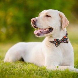 Hilkycton Dog Collar and Leash Set with Flower Bow Tie Girls Dog Collar Metal Buckle Adjustable for Small Medium Large Dogs Skull Skeleton-M