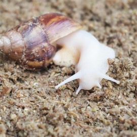 Begeterday 2 Quarts Organic Fiber Substrate for Pet Snail, Ideal Snail Terrarium Accessories for Retains Moisture