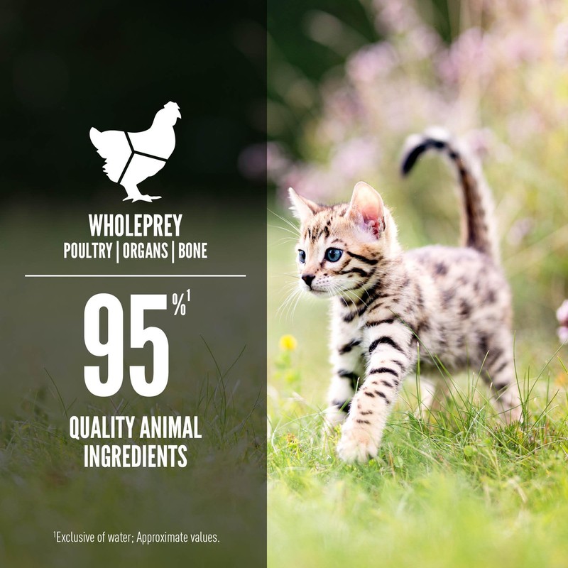 ORIJEN Premium Pate Wet Kitten Cat Food in Bone Broth