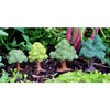 Top Collection Miniature Fairy Garden & Terrarium Mini Leafy Tree