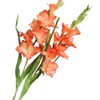 BQEE Long Stem Artificial Gladiolus Flower, Set of 2, Home/Wedding/Office