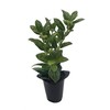 Dwarf Burford Holly Ilex - 10 Live Plants - Evergreen