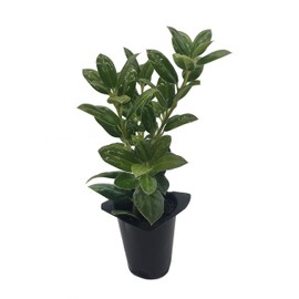 Dwarf Burford Holly Ilex - 10 Live Plants - Evergreen Burfordi Shrub