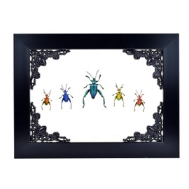 Frog Legs Leaf Beetle Insects in Gothic Shadow Box Frame Gothic Taxidermy Witch & Wizard Decoration for Bedroom Goth Home Decor