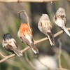 STOBOK Pack of 4 Artificial Birds with Feather and Clips