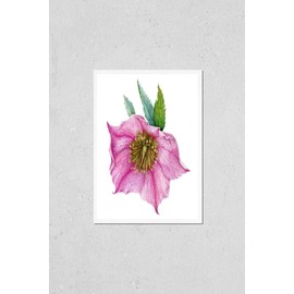 Poster Reproduction of Single rose hellebore flower in the full bloom with green leaves watercolor illustration. Beautiful tender spring and winter blooming pink helleborus flower. Isolated on