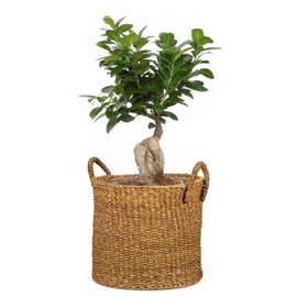Scheurich Seagrass 23 Basket Planter/Basket Planter/Basket Pot with Seagrass Handles, Colour: Groove, 24 cm Diameter, 20 cm High, 7.5 Litres Vol.